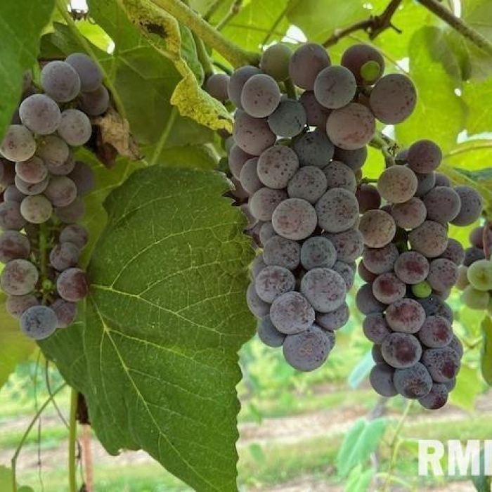 photo of property QC4260332