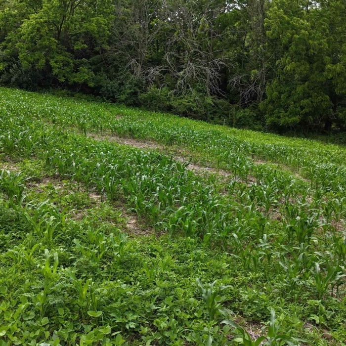 photo of property QC4264295