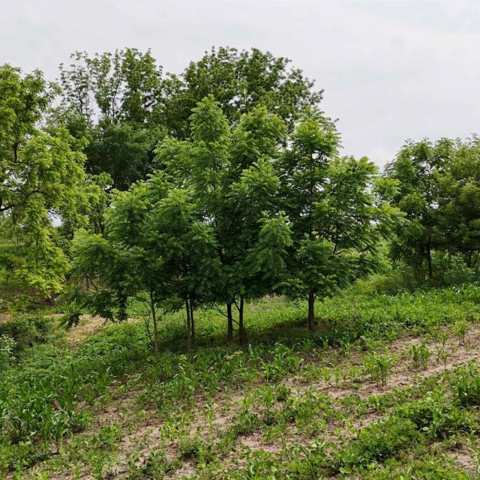 photo of property QC4264295
