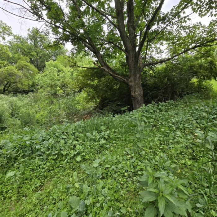 photo of property QC4264295