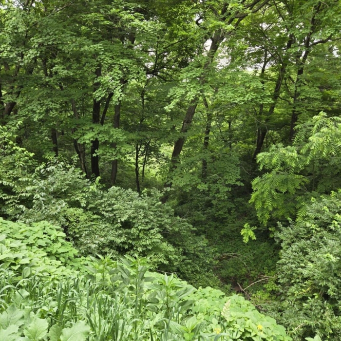 photo of property QC4264295