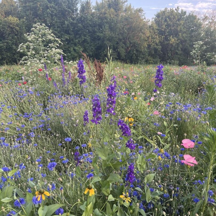 photo of property QC4266417