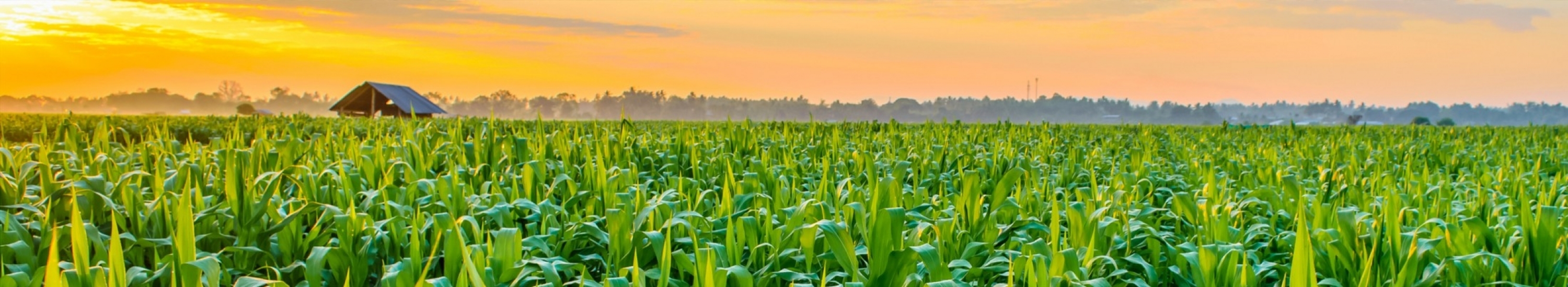 Image of Farm Land 